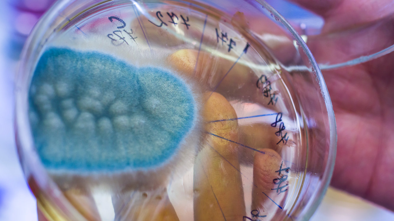 Aflatoksin Nedir? Aflatoksin Zararları Nelerdir?