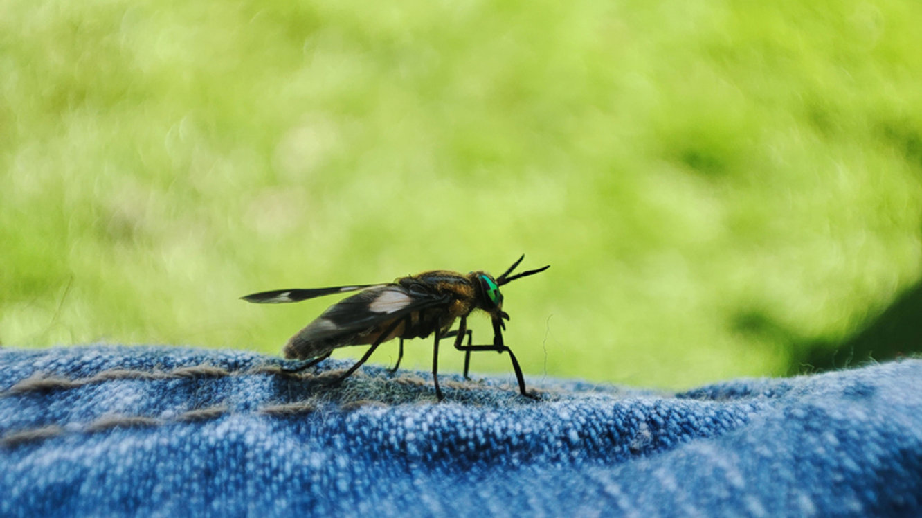 Bavul Sıtması (Odyssean Malaria) Nedir? Belirtileri Nelerdir?