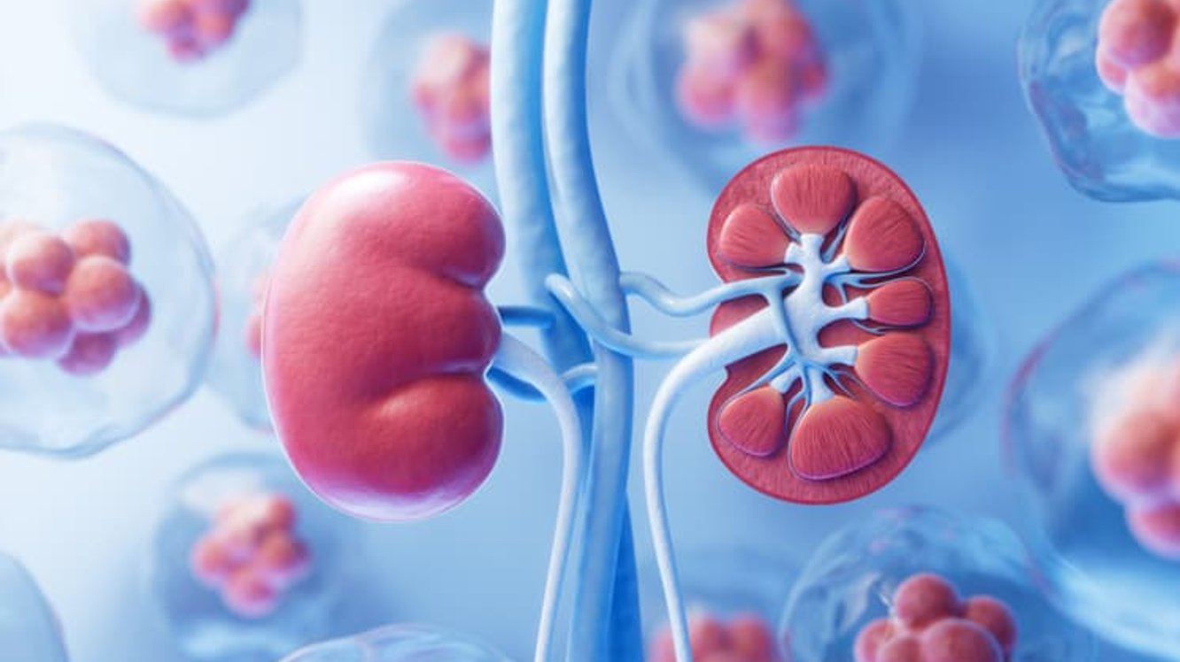 Böbrek Üstü Bezi Kanseri (Adrenal Kanser) Nedir?