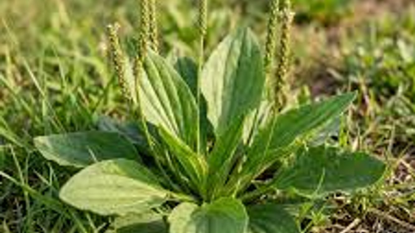 Damar Otu Nedir? Damar Otu Faydaları Nelerdir?