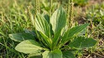 Damar Otu Nedir? Damar Otu Faydaları Nelerdir?