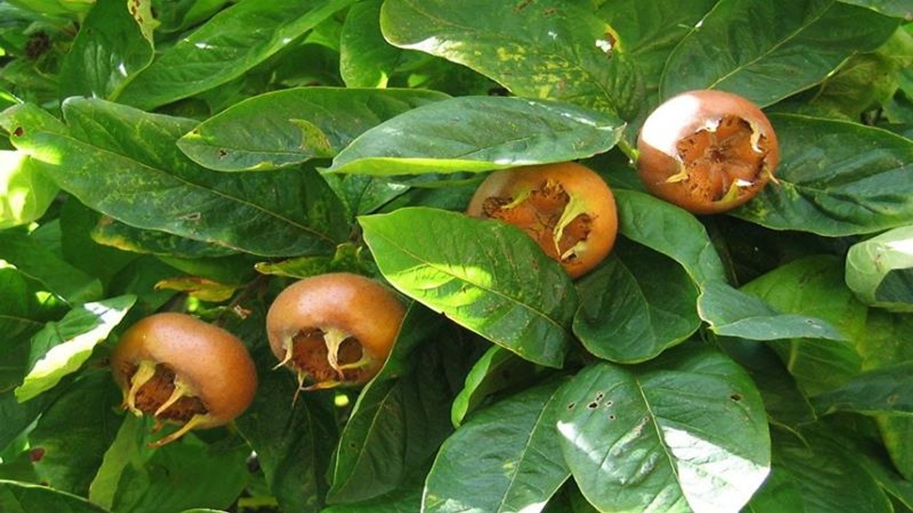 Muşmulanın Faydaları Nelerdir? Muşmula Nasıl Tüketilir?
