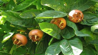 Muşmulanın Faydaları Nelerdir? Muşmula Nasıl Tüketilir?