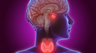 Serbest T4 (Tiroksin) Nedir? Serbest T4 Düşüklüğü ve Yüksekliği