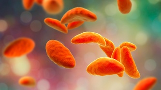 Toksoplazma Nedir? Toksoplazma Belirtileri Nelerdir?